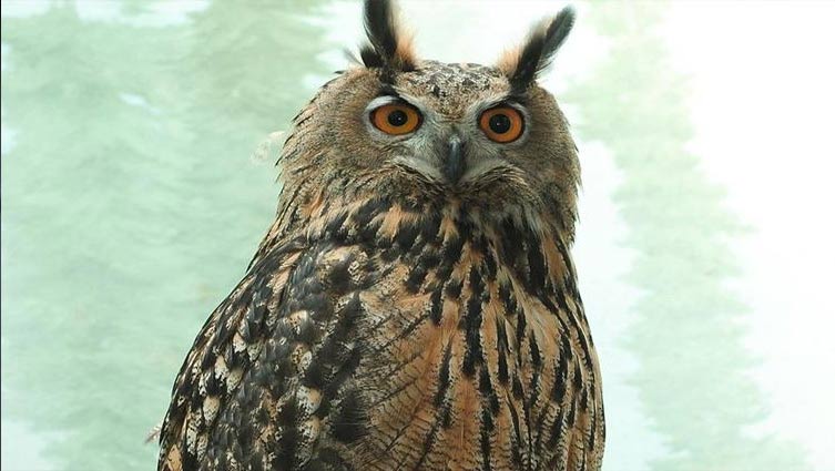 Escaped Central Park owl hunting for his own food