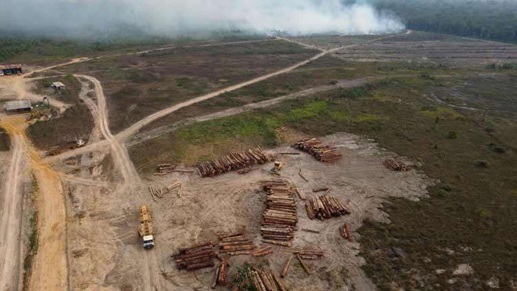 Major firms not doing enough to curb deforestation: report