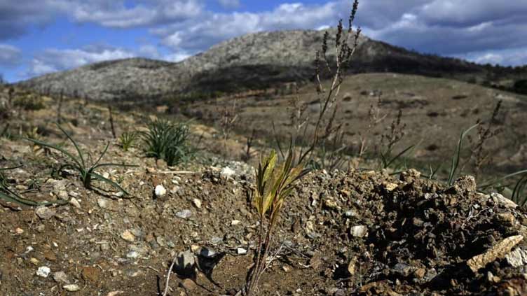 New hope for forests of ancient Athens' silver hills