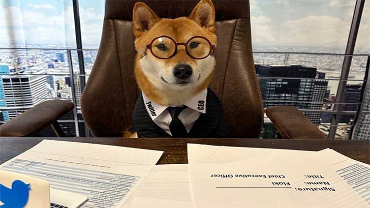Memecoins rise up after Musk appoints his dog as new CEO of Twitter