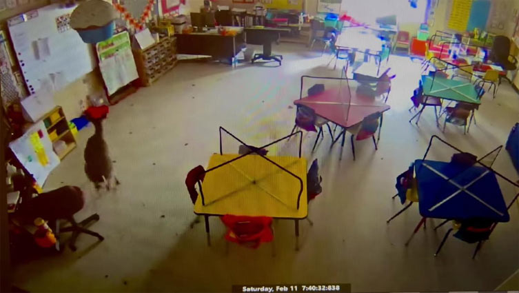 Deer crashes through classroom window at Alabama elementary school