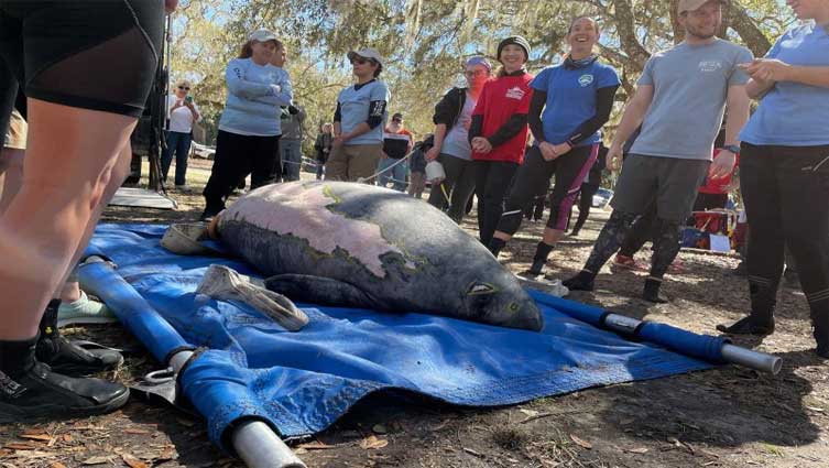 Florida rescuers release 12 rehabilitated manatees in one day