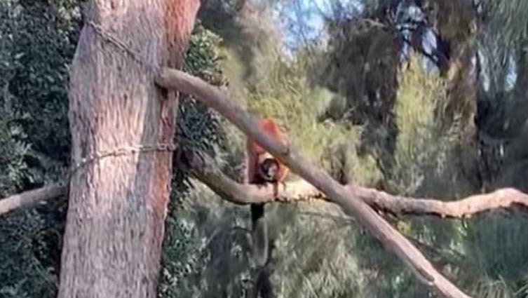 Zoo's escaped lemur recaptured hours later