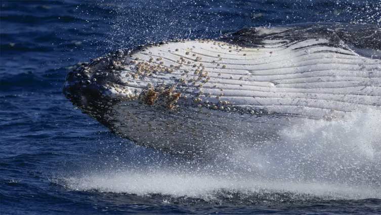 Lonely tunes: Humpback whales wail less as population grows