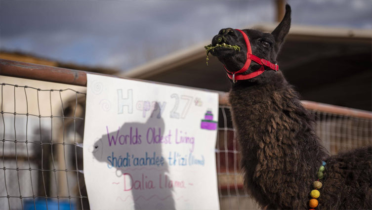 27-year-old llama named the oldest in world by Guinness World Records