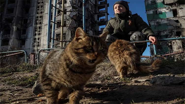 Schoolgirl feeds feral cats in Ukraine's rubble