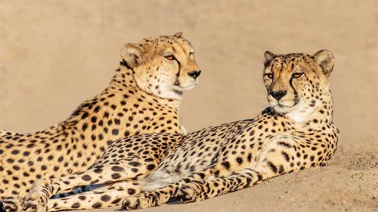 India welcomes 12 cheetahs from South Africa