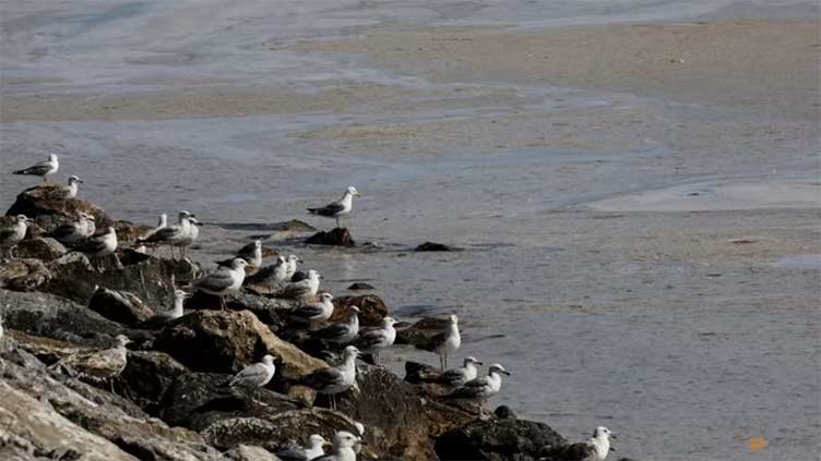 Countries gather to thrash out UN ocean protection treaty