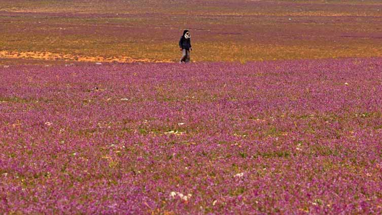 In pictures: Desert turns purple in Saudi Arabia