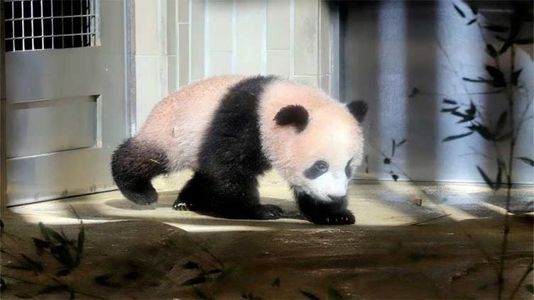 Tears and photos as Japan sends giant panda 'home' to China