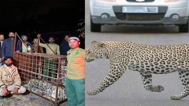 Senate affirms unleashed leopard in Islamabad a wild animal 