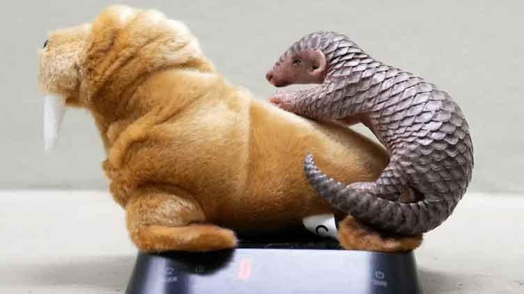 1st baby pangolin in Europe born in Prague zoo, doing well