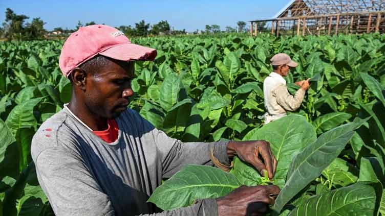 Walloped by hurricane, Cuba's tobacco sector struggles to its feet