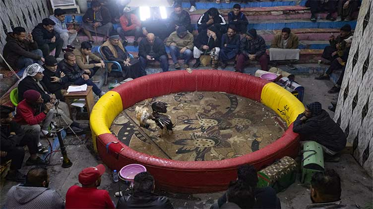 Cockfighting still a popular blood sport in southern Iraq