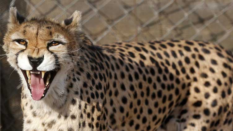 Iran fears for health of rare cheetah cub