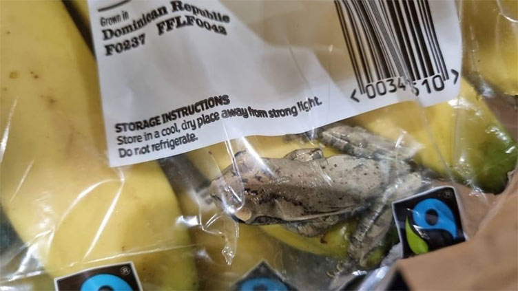 A snake in McDonald's and a frog hidden in bunch of bananas
