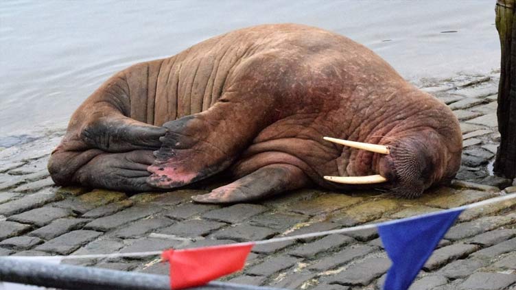 Scarborough's New Year fireworks cancelled to protect Thor the walrus