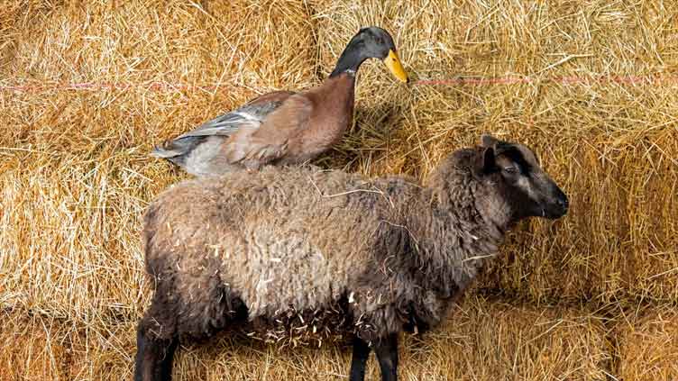 Sheep, duck become best friends after they're rejected by parents