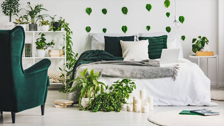 Seven plants in bedroom that can help drift off