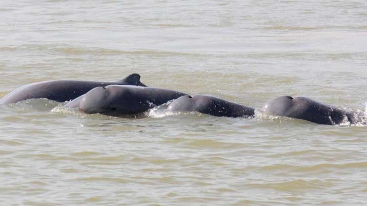  Cambodian leader orders Mekong safe zones to save rare dolphins