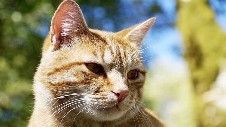 Injured Stray Cat Receives Treatment From Rescue 1122 Pakistan