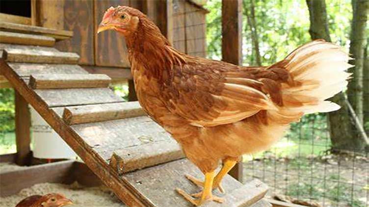 Import embargo, high prices: Poultry association announces nationwide protest on Jan 5