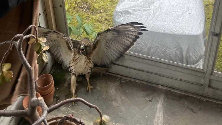 Hawk enters New York house through window
