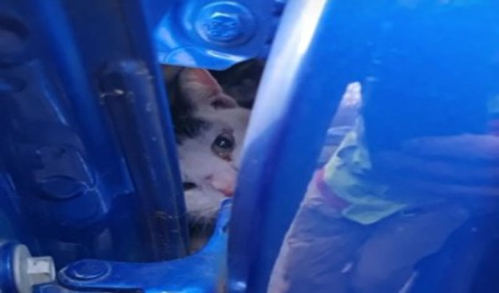 Wedged cat rescued from tire well of car in England