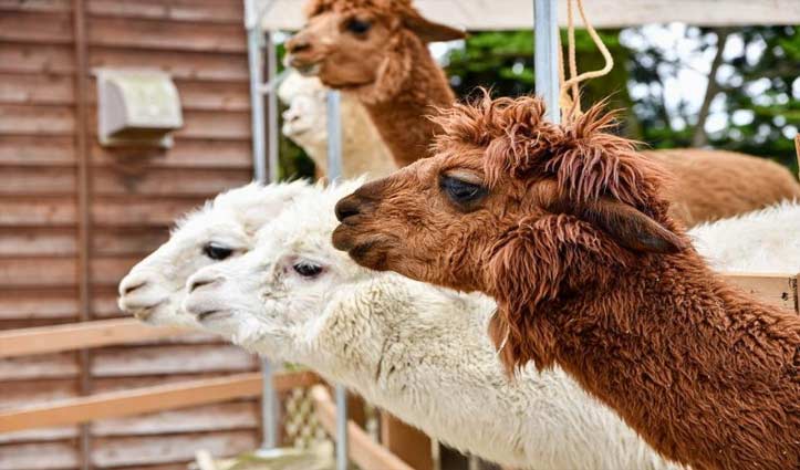 New Zealand couple's alpaca might be world's oldest at 25