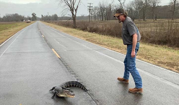 Alligator rescued from middle of Louisiana highway