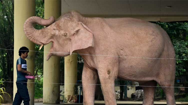  Myanmar military trumpets white elephant as sign of right to rule