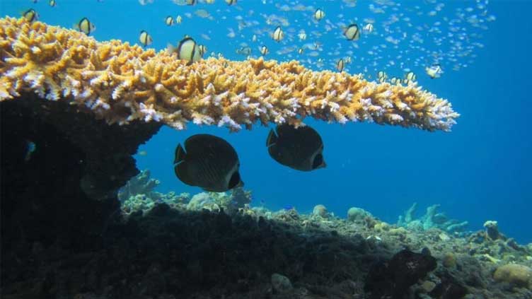 Coral bleaching causing 'unnecessary' fish fights