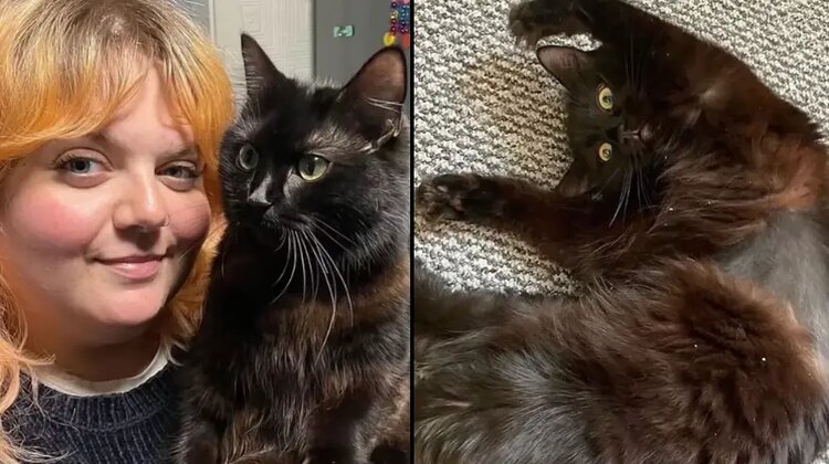 Woman spends $12,500 to find her cat is weird