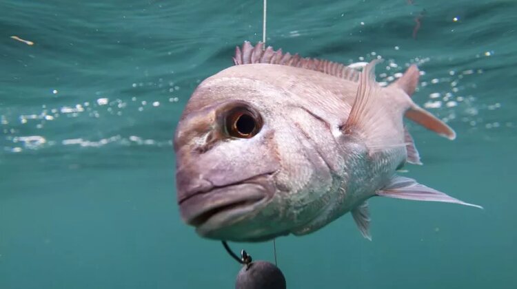  Weird fish with mushy milk-colored flesh