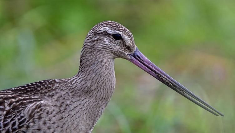 Bird makes world record by flying 8,435 miles continuously