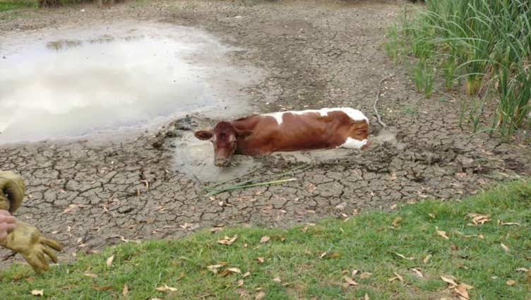 Cow gets stuck in mud, rescued from Australian mall previously