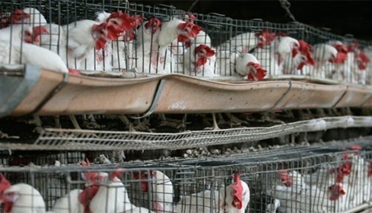 Broiler meat price increases by Rs10