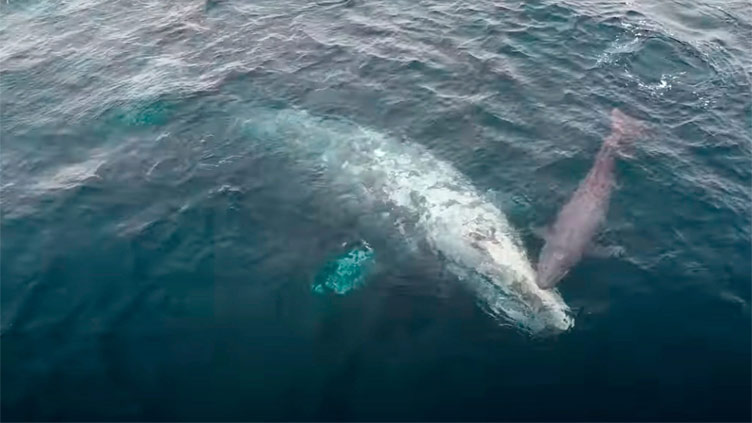 Whale watchers witness rare birth off California coast