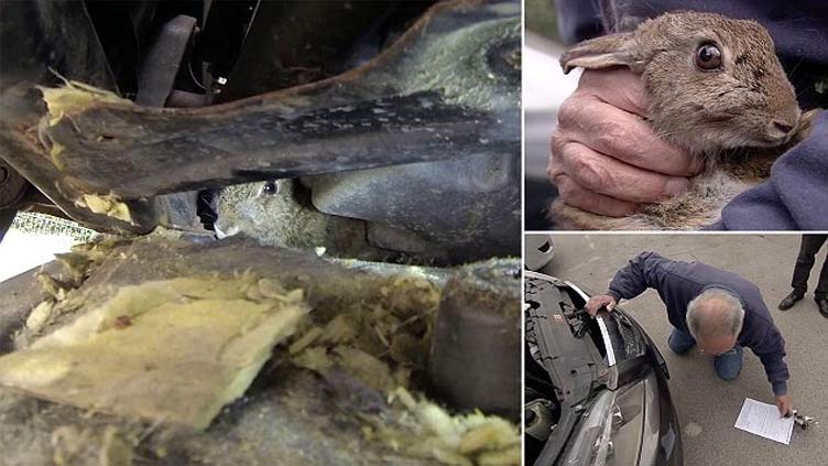 Mechanics find bunny stuck in undercarriage of car 