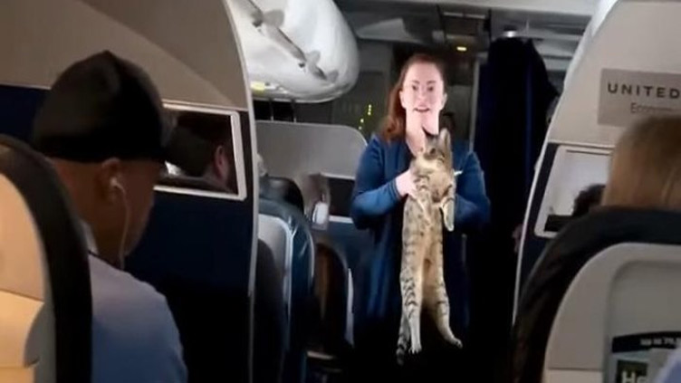 Plane crew catches cat that escaped during flight