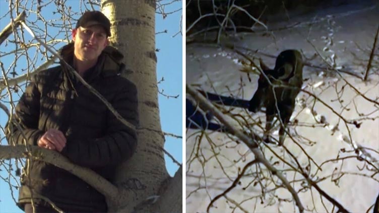 Man climbs tree to escape charging moose in Alberta