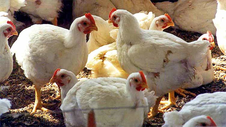 No let in chicken price increase 