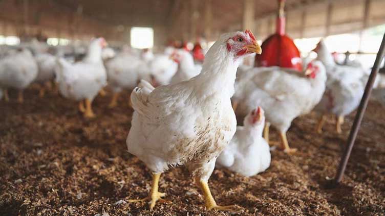 Poultry association forecasts Rs1,000 per kg chicken price