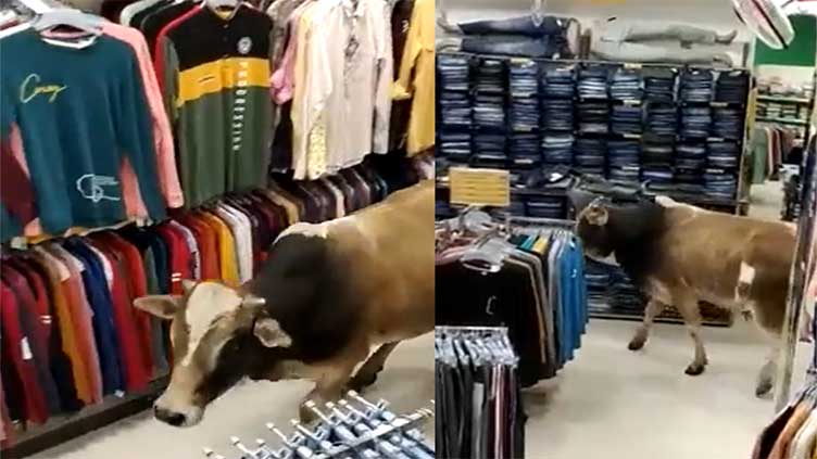 Cow wanders into clothing store in India