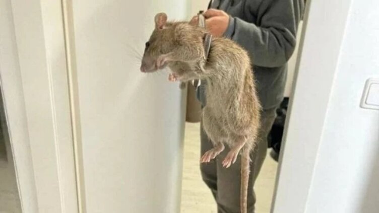 Giant Poisonous Rats