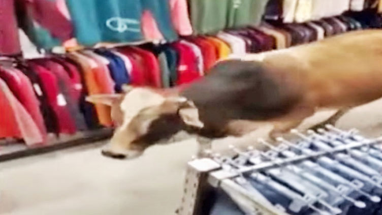 Cow wanders into mall clothing store in India