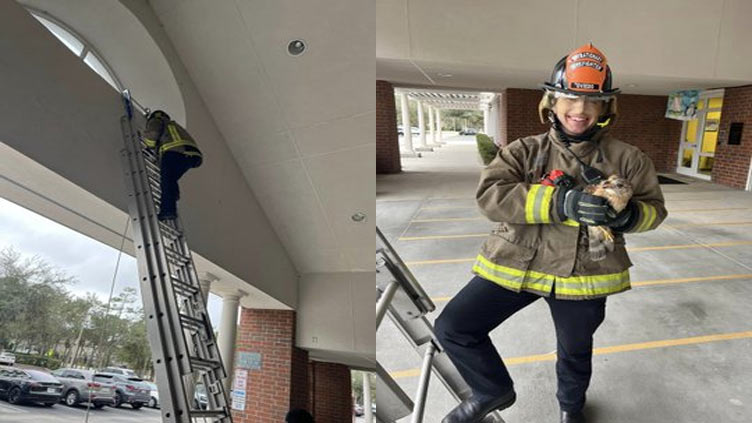 Hawk rescued from window alcove at Florida elementary school