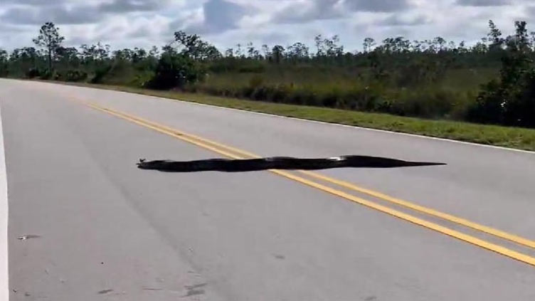 15-foot Burmese python spotted crossing Florida road