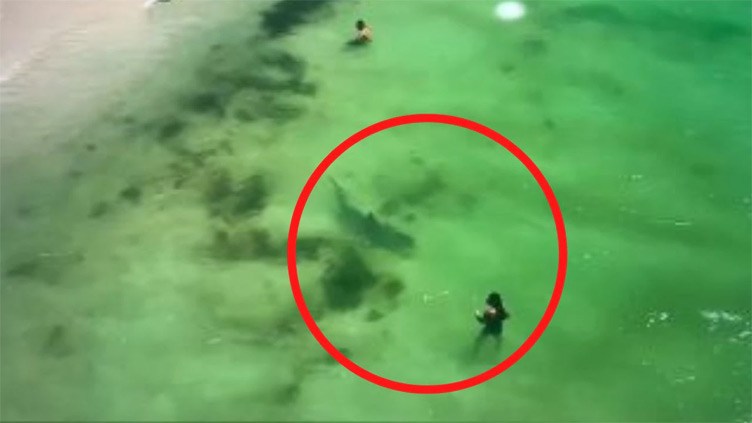 Tiger shark spotted just metres from oblivious swimmers