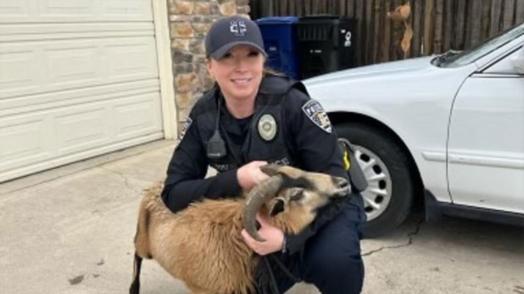 Police chase loose goat through Utah city for over an hour